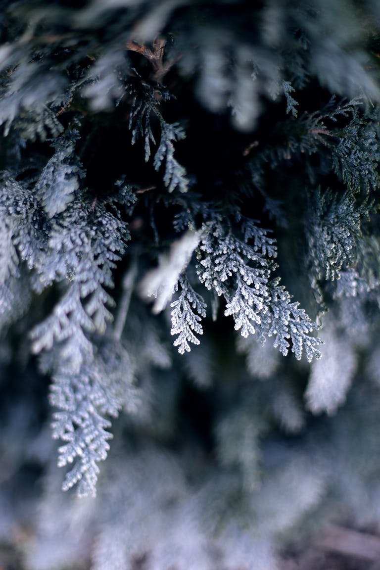 Close-up of frost-covered evergreen branches creating a serene winter scene.