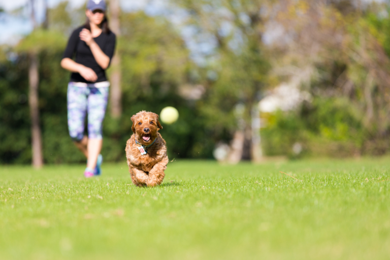 dog running at ball