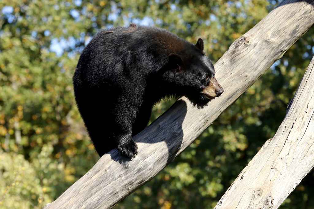 Close-up of a black bear climbing a tree trunk in its natural habitat during the day.