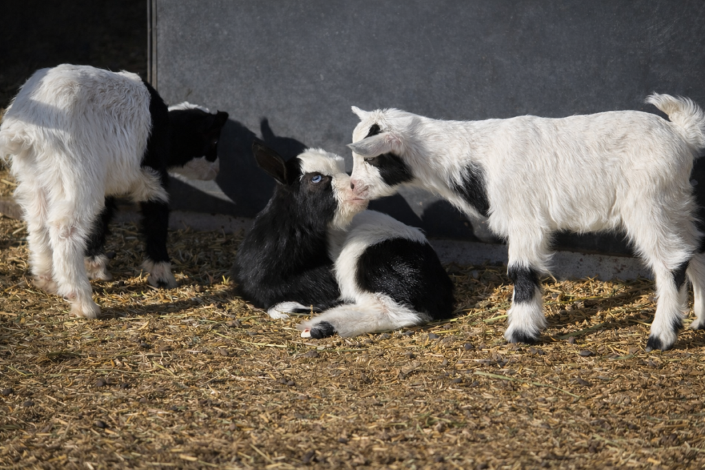 goats