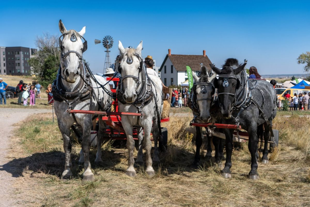 horses outside at fall festival
