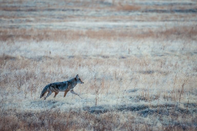 Wild gray coyote with fluffy tail walking alone on dry grassy meadow on autumn day