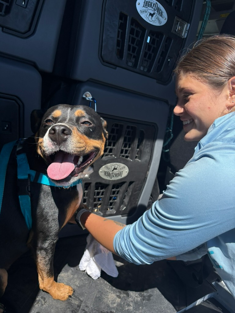 happy dog in back of van