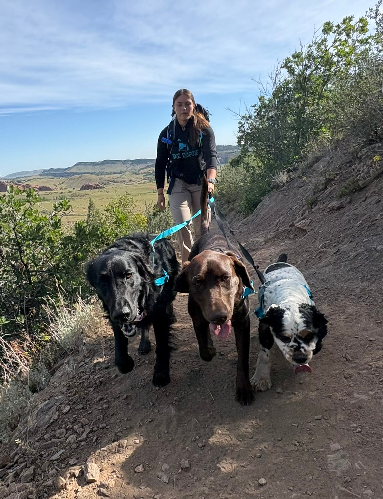 woman walking multiple dogs
